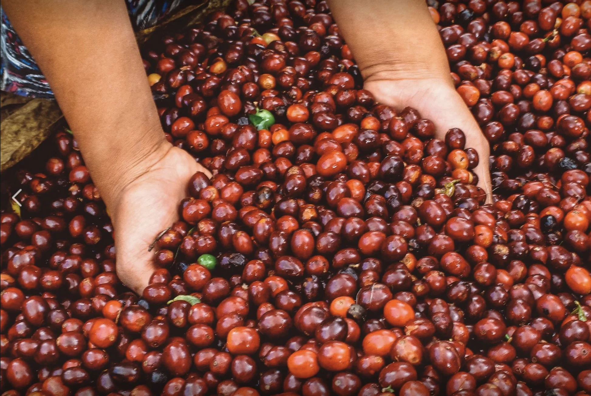 Hands sorting through freshly harvested red coffee cherries with occasional green berries visible among the pile.
